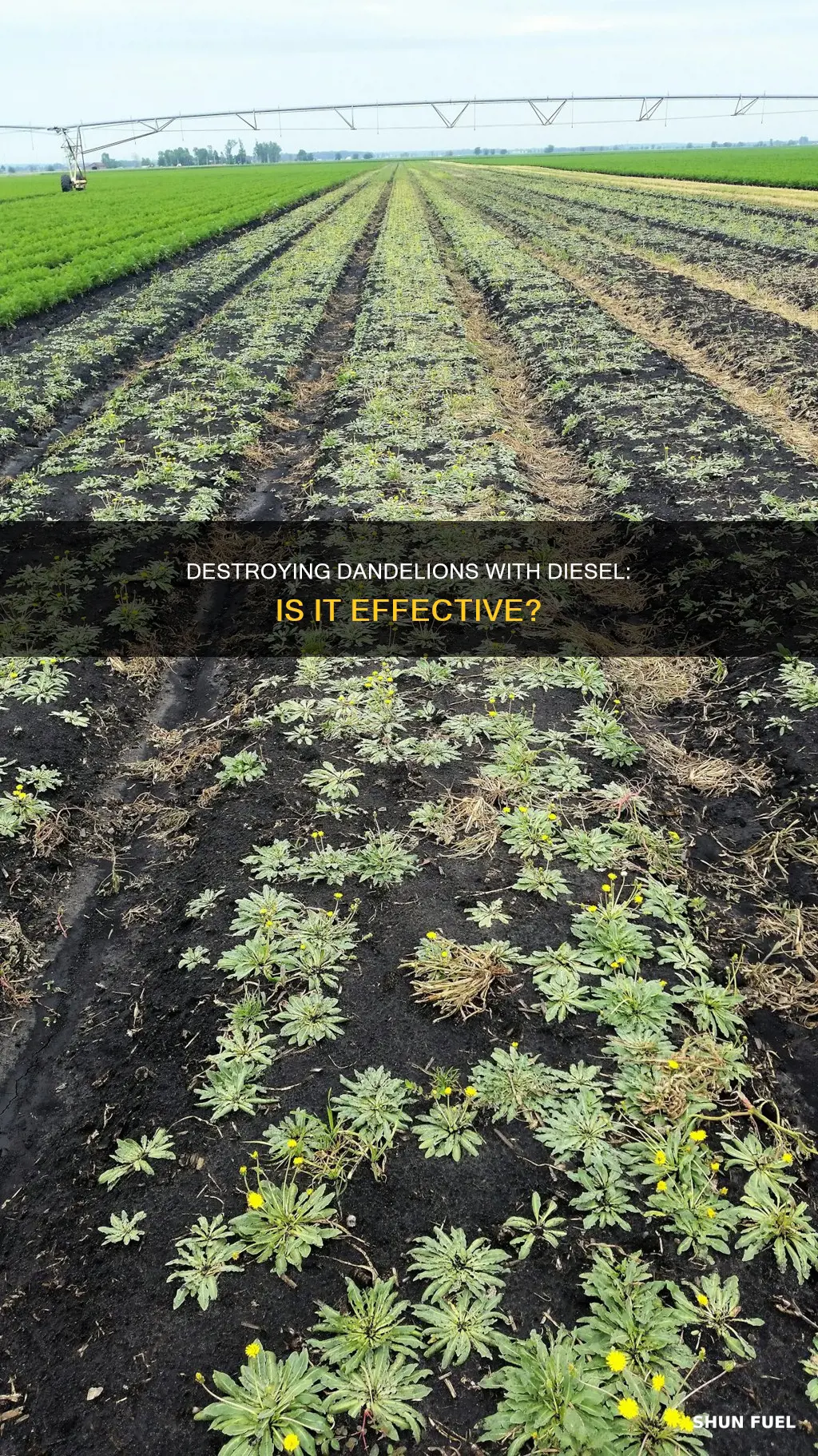 does diesel fuel kill dandelions