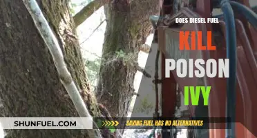 Poison Ivy Problems? Try Diesel Fuel