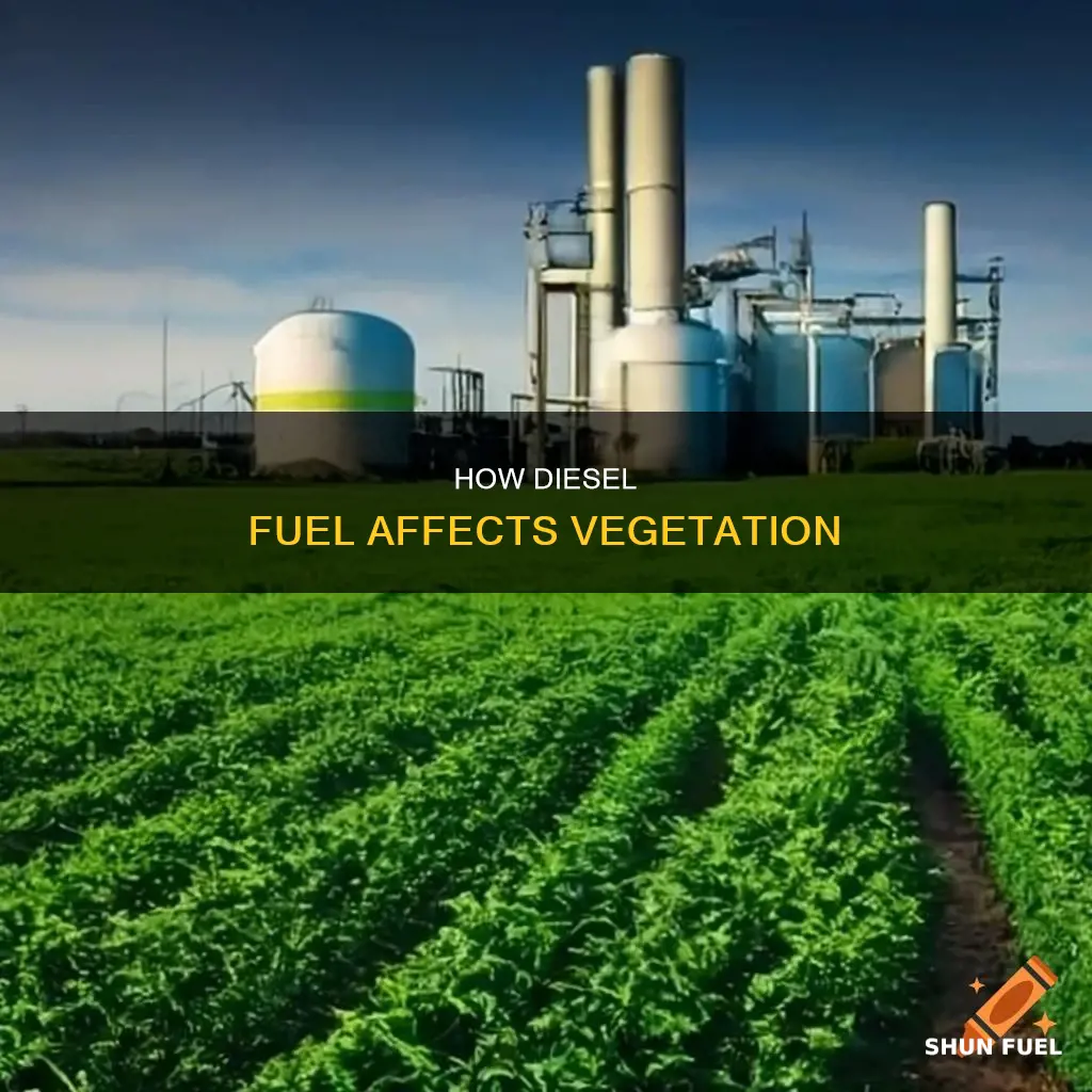 does diesel fuel kill vegetation