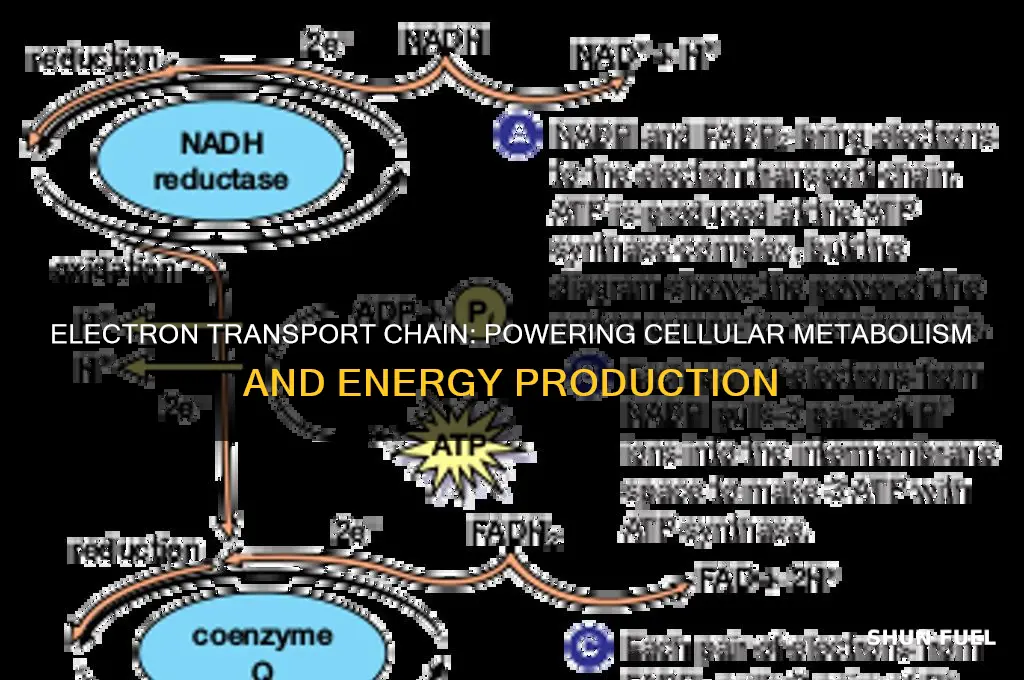 does electron transport fuel metabolism