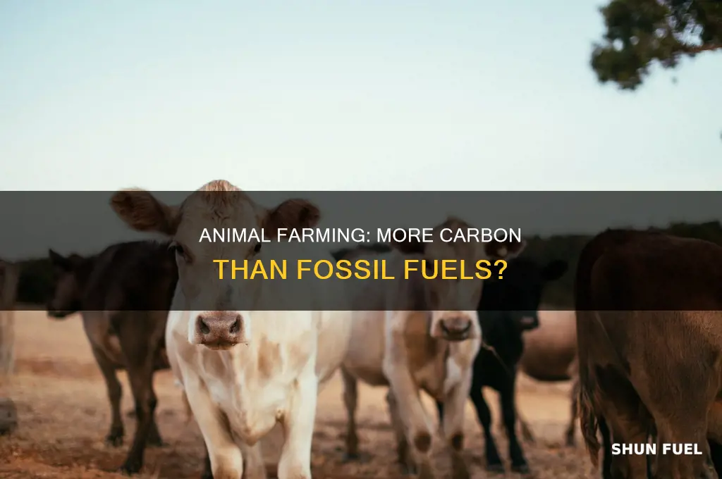does farming animals produce more carbon than fossil fuels