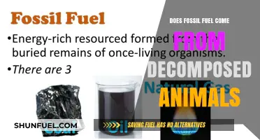 The Mystery of Fossil Fuels: Animal Decomposition's Role