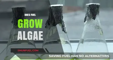 Does Fuel Cause Algae Growth? Uncovering the Surprising Connection