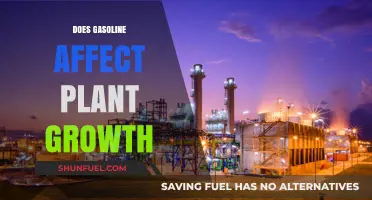 Exploring the Impact of Gasoline on Plant Growth: A Comprehensive Study