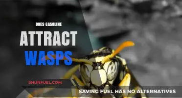 Does Gasoline Attract Wasps? Understanding the Connection
