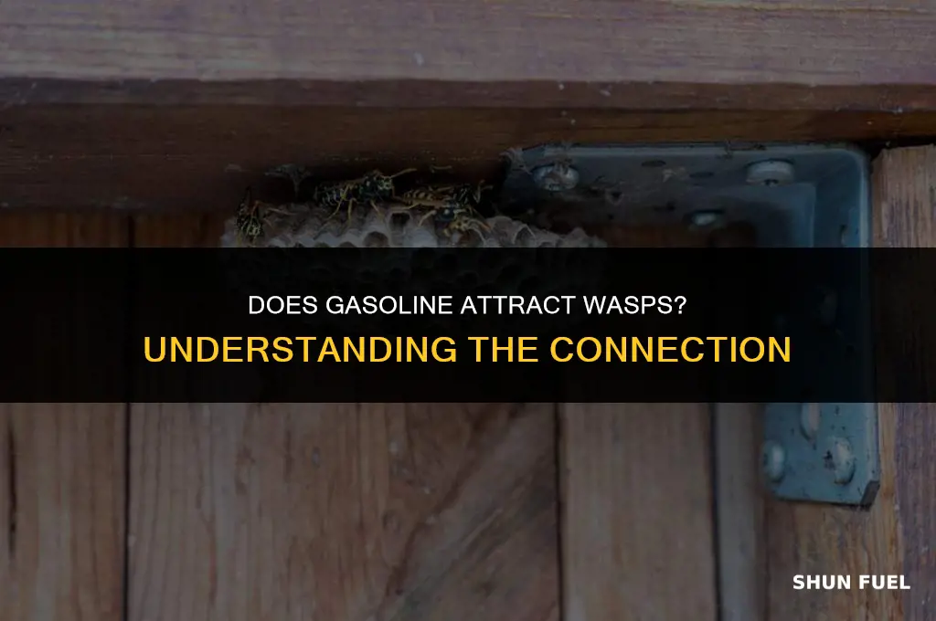 does gasoline attract wasps