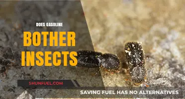 Does Gasoline Bother Insects? Exploring the Effects on Our Tiny Neighbors