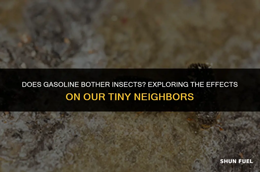 does gasoline bother insects