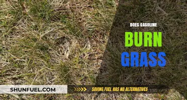 The Surprising Truth About Gasoline's Impact on Your Lawn