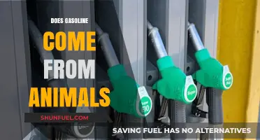 The Surprising Truth: Gasoline's Connection to Animal Byproducts