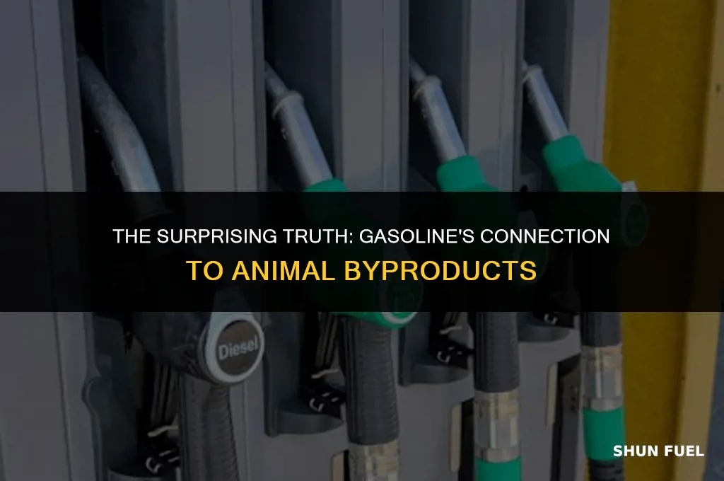 does gasoline come from animals