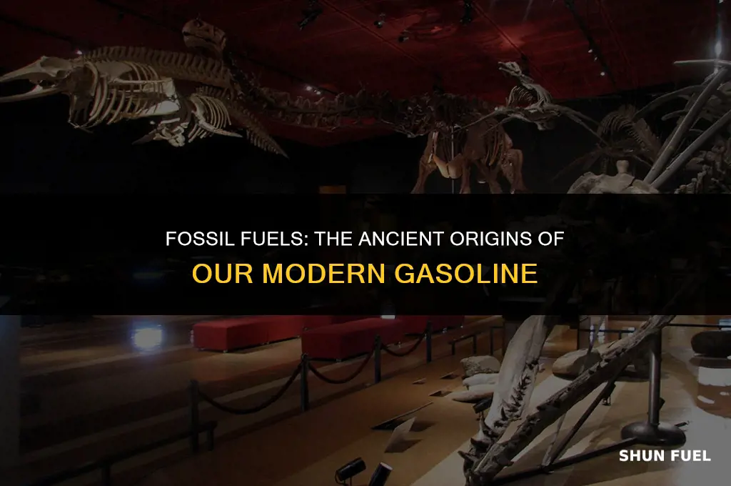 does gasoline come from dead dinosaurs human world