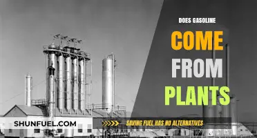From Plants to Pump: The Surprising Origin of Gasoline