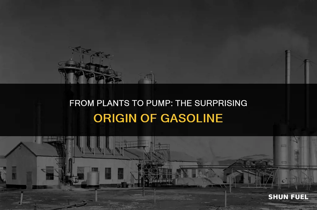 does gasoline come from plants