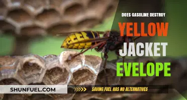 Will Gasoline Ruin Your Yellow Jacket? Facts and Fixes Revealed