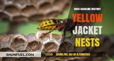 Will Gasoline Destroy Yellow Jacket Nests? Facts and Myths