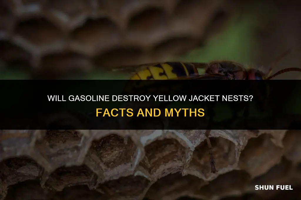 does gasoline destroy yellow jacket nests