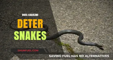 Exploring the Myth: Does Gasoline Really Deter Snakes?