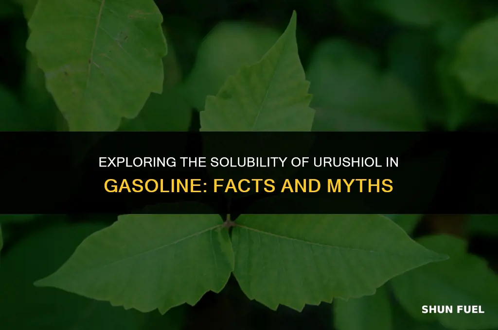 does gasoline dissolve urushiol