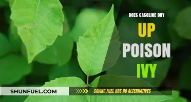 Does Gasoline Dry Up Poison Ivy? A Comprehensive Guide