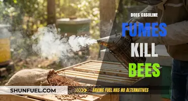 The Lethal Effects of Gasoline Fumes on Bee Populations