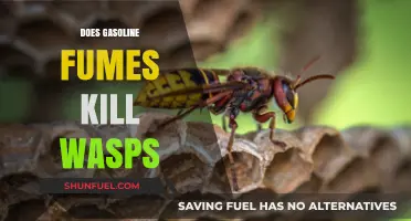 The Surprising Truth About Gasoline Fumes and Wasp Control