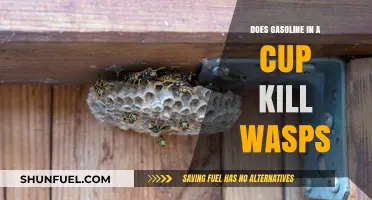 Debunking Myths: Does Gasoline in a Cup Really Kill Wasps?