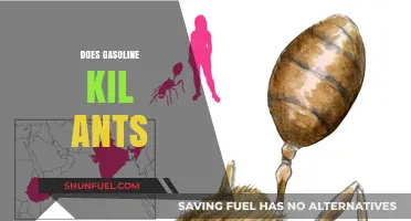 The Surprising Truth About Gasoline and Ants: What You Need to Know