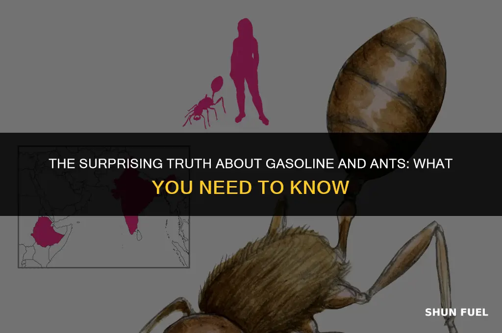 does gasoline kil ants