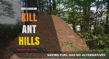 The Surprising Truth About Gasoline and Ant Hills: What You Need to Know