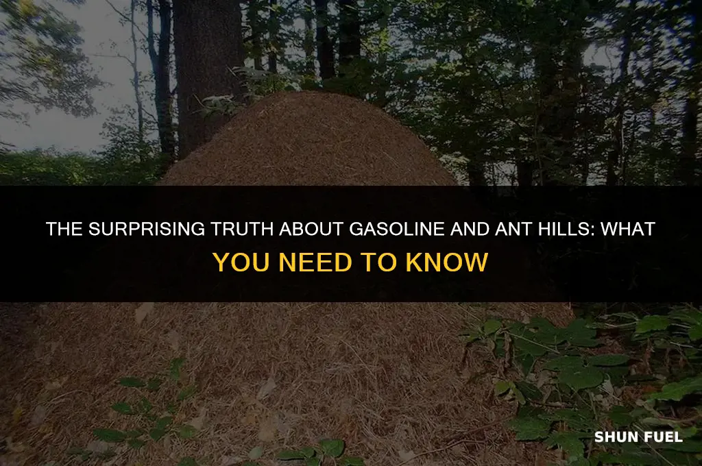 does gasoline kill ant hills