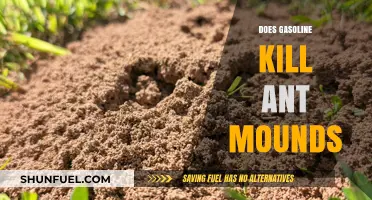 The Surprising Truth About Gasoline and Ant Mounds: What You Need to Know