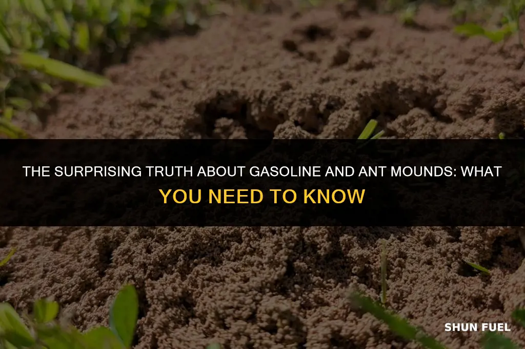 does gasoline kill ant mounds