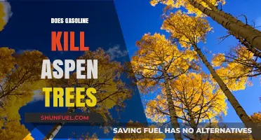 The Impact of Gasoline on Aspen Trees: A Lethal Threat?