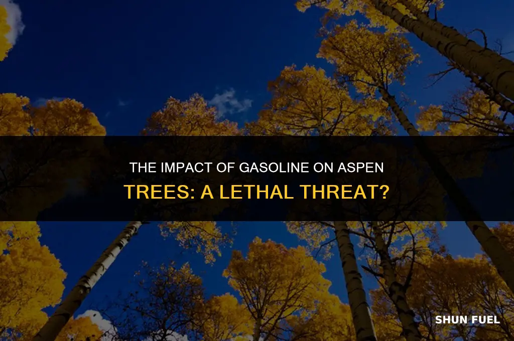 does gasoline kill aspen trees