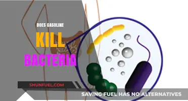 Does Gasoline Kill Bacteria? The Surprising Truth Revealed