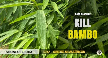 Does Gasoline Kill Bamboo? A Comprehensive Guide to Safe Pest Control