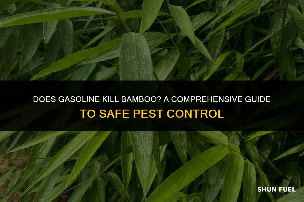 does gasoline kill bambo