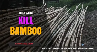 The Impact of Gasoline on Bamboo: A Comprehensive Guide