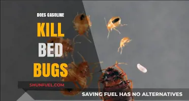 Can Gasoline Eliminate Bed Bugs? Facts and Myths Explained
