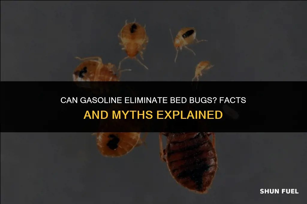 does gasoline kill bed bugs