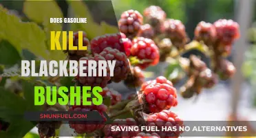 Will Gasoline Destroy Your Blackberry Bushes? Find Out Here!