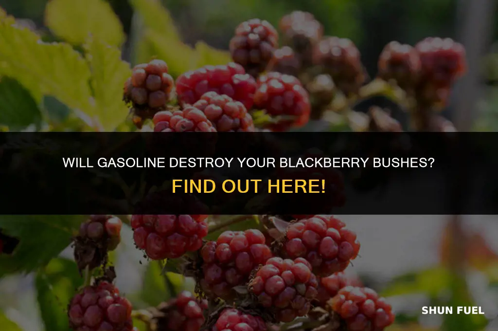 does gasoline kill blackberry bushes