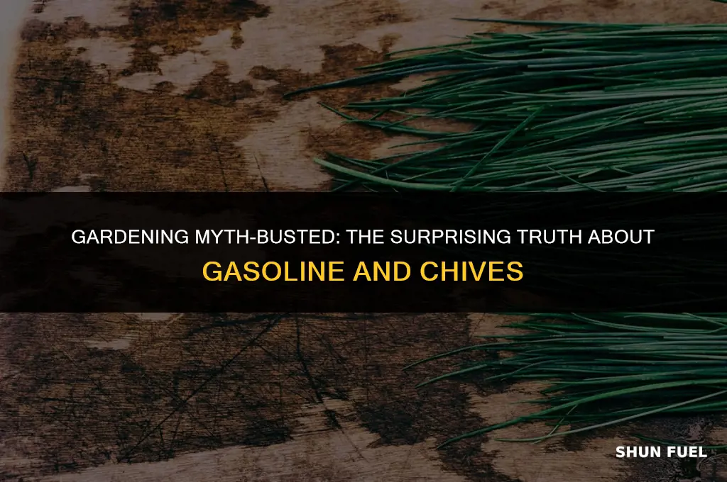does gasoline kill chives