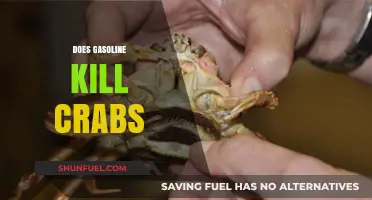The Surprising Truth About Gasoline and Its Impact on Crabs