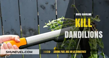 Will Gasoline Kill Dandelions? A Gardener's Guide to Weed Control