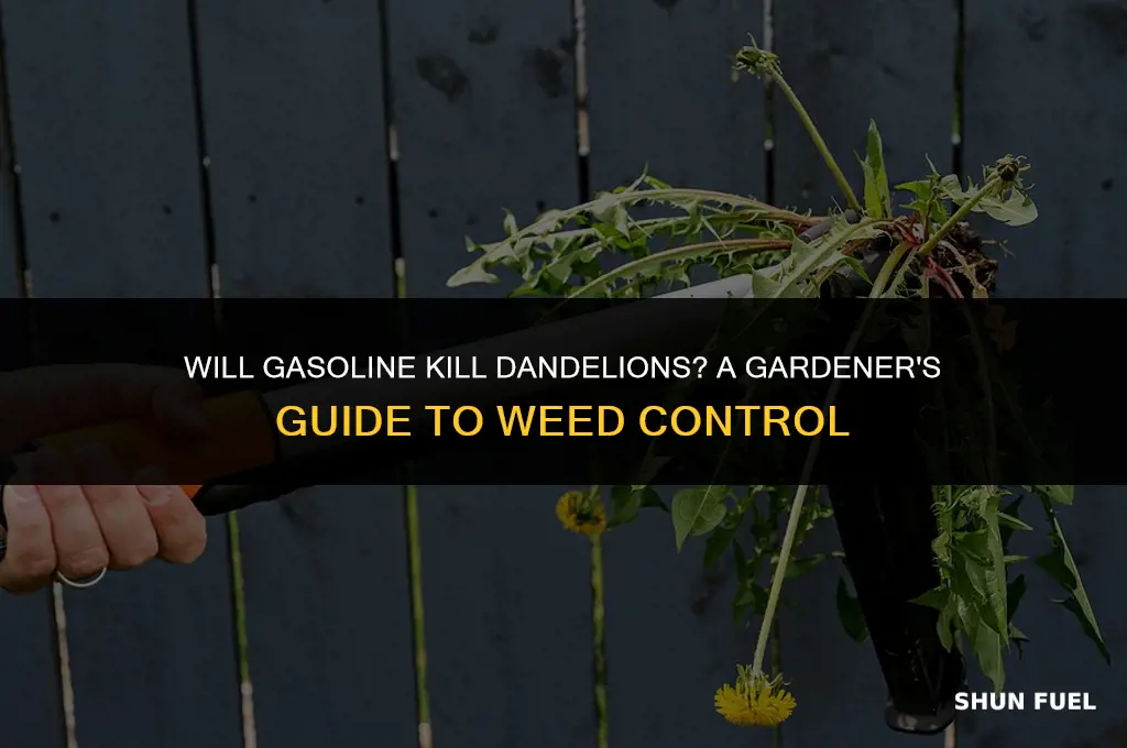 does gasoline kill dandilions