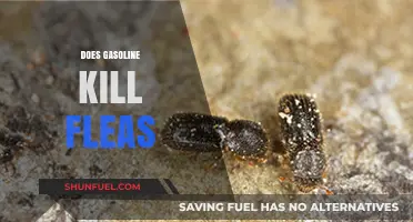 Does Gasoline Kill Fleas? A Comprehensive Guide to Flea Control