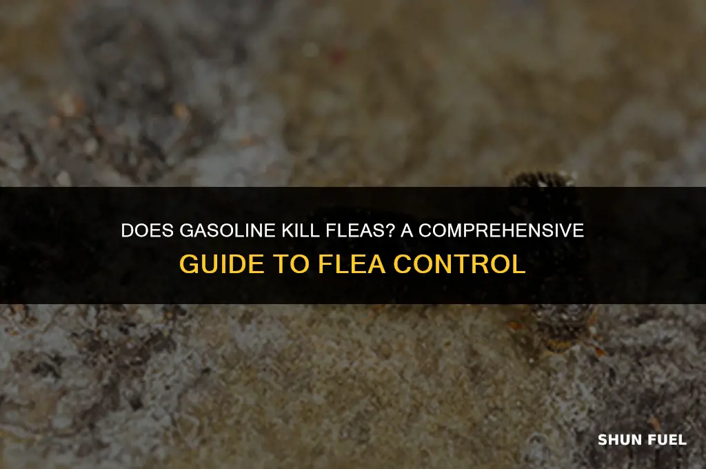 does gasoline kill fleas