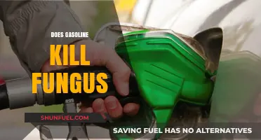 Does Gasoline Kill Fungus? A Comprehensive Guide to Fungal Eradication